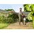 Аккумуляторная комбисистема STIHL KMA120 R, фото , изображение 3